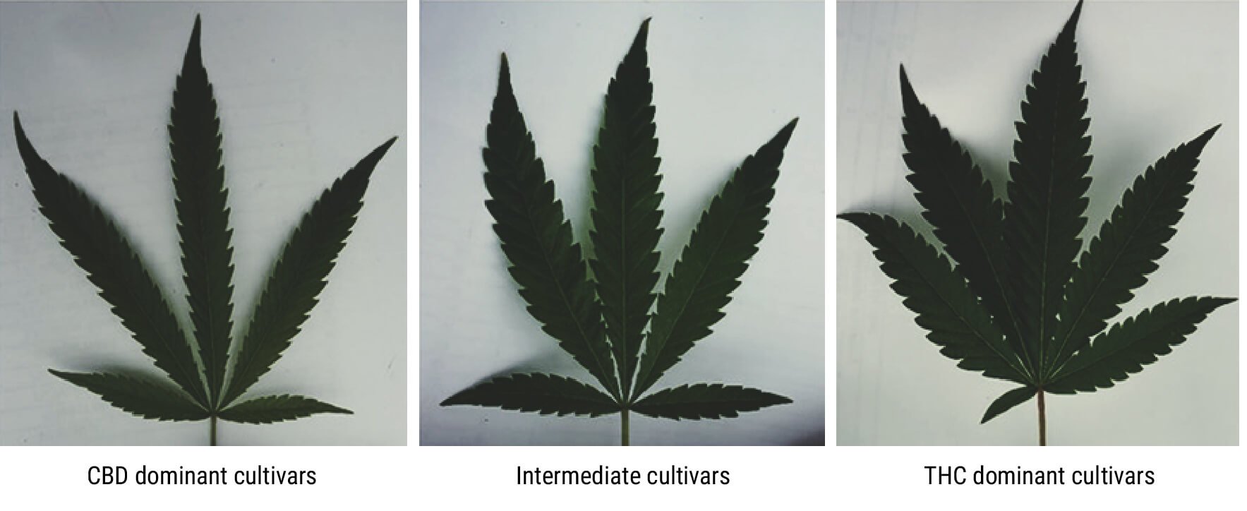 Las investigaciones muestran que las hojas pueden informarnos sobre los compuestos químicos del cannabis Las investigaciones muestran que las hojas pueden informarnos sobre los compuestos químicos del cannabis