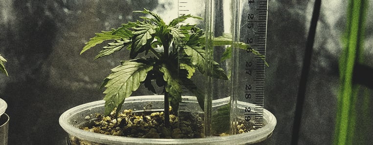 Microcultivos de marihuana: cómo conseguir hierba de calidad en espacios minúsculos Microcultivos de marihuana: cómo conseguir hierba de calidad en espacios minúsculos