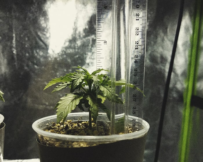 Microcultivos de marihuana: cómo conseguir hierba de calidad en espacios minúsculos Microcultivos de marihuana: cómo conseguir hierba de calidad en espacios minúsculos