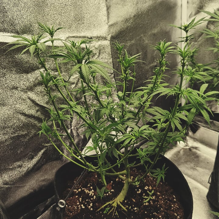 Defoliación Defoliación