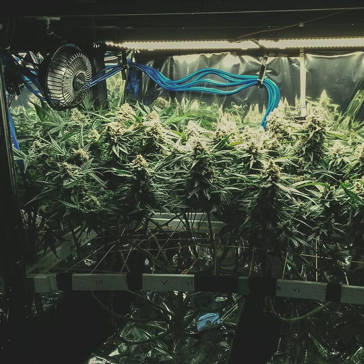 ScrOG ScrOG