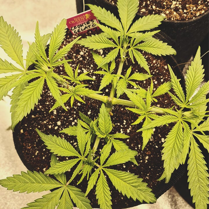 HST (Topping, Super Cropping, FIM, etc.) HST (Topping, Super Cropping, FIM, etc.)
