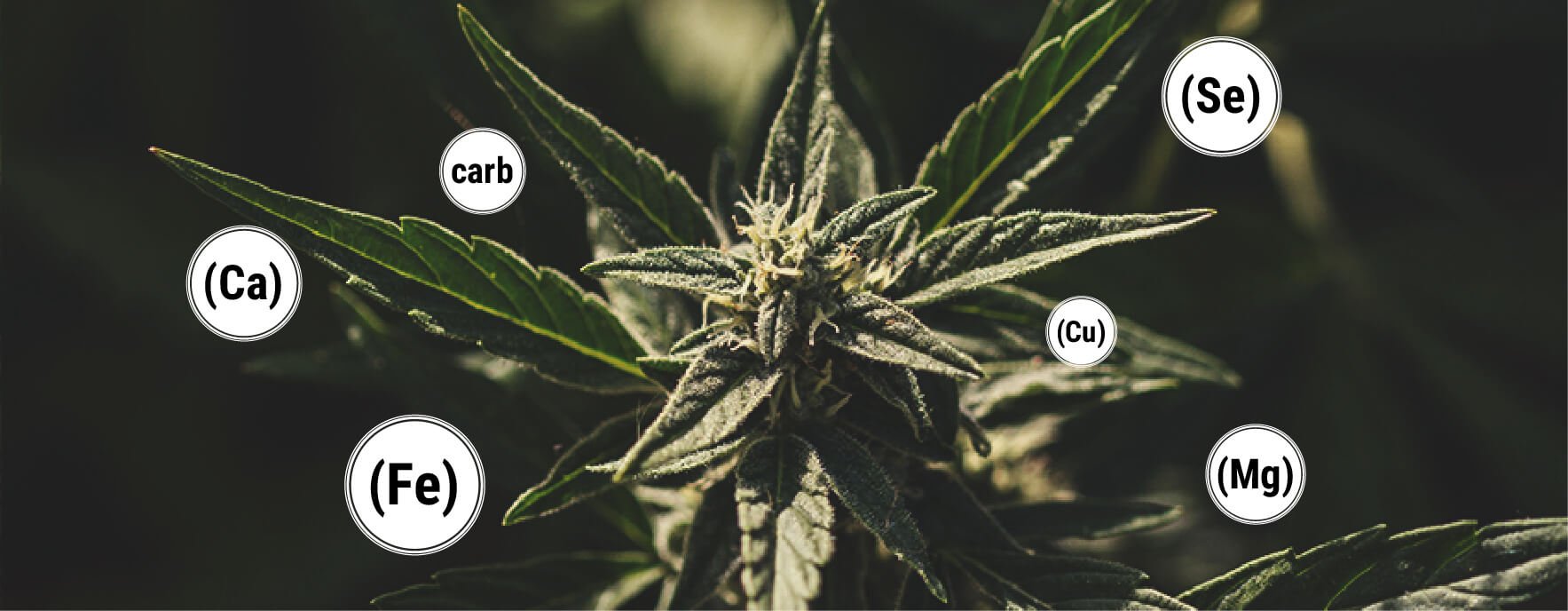 ¿Cómo beneficia la melaza a las plantas de marihuana?