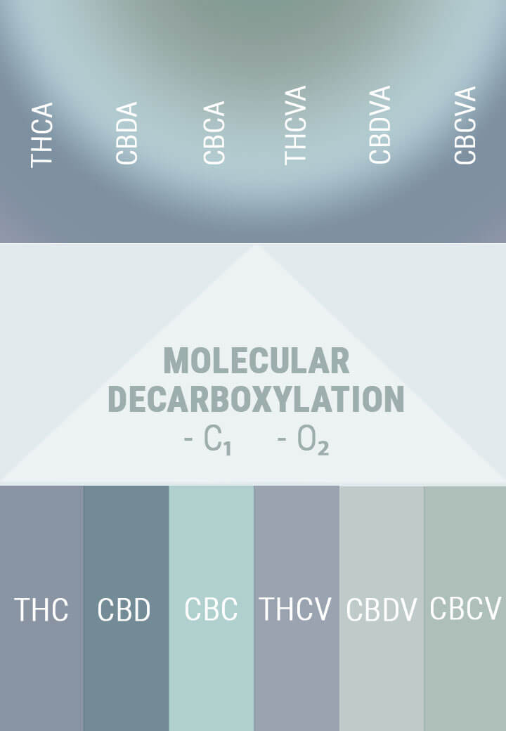 DECARBOXYLATION CHANGES ACIDS TO ACTIVES DECARBOXYLATION CHANGES ACIDS TO ACTIVES