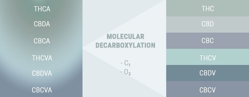 DECARBOXYLATION CHANGES ACIDS TO ACTIVES DECARBOXYLATION CHANGES ACIDS TO ACTIVES