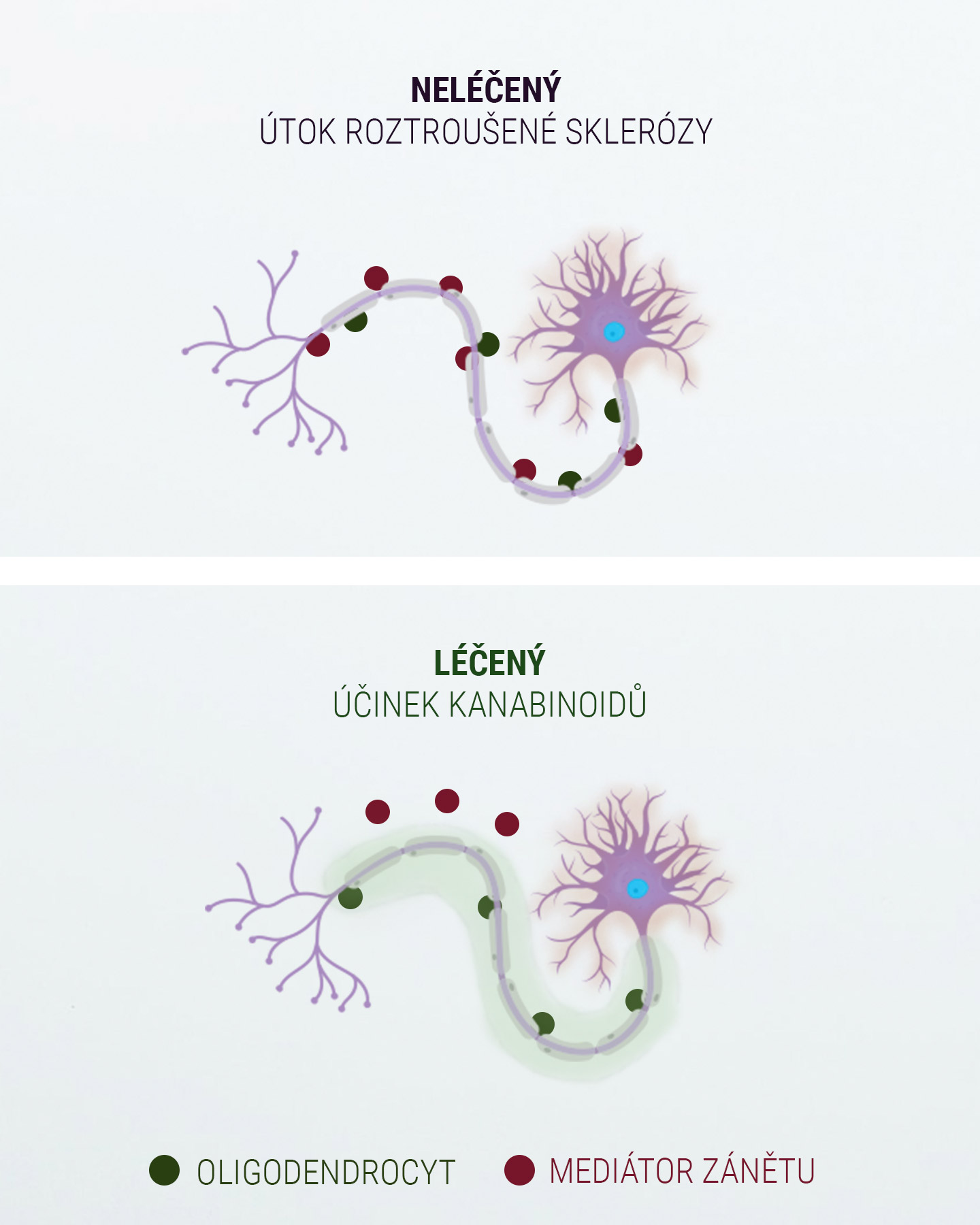 Endokanabinoidní Systém Endokanabinoidní Systém