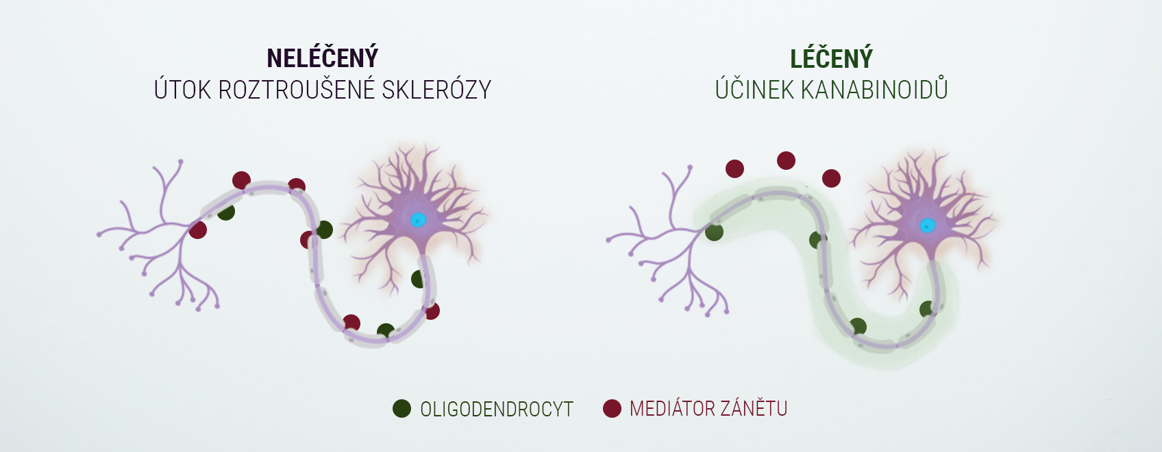 Endokanabinoidní Systém Endokanabinoidní Systém