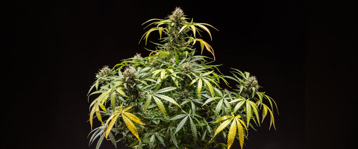 Rostlina konopí North Thunderfuck s hustými pryskyřičnými květy, oranžovými pestíky a mrazivými trichomy v pozdní fázi kvetení