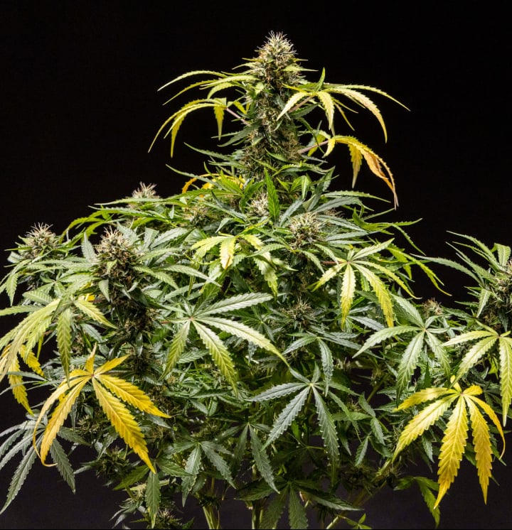 Rostlina konopí North Thunderfuck s hustými pryskyřičnými květy, oranžovými pestíky a mrazivými trichomy v pozdní fázi kvetení