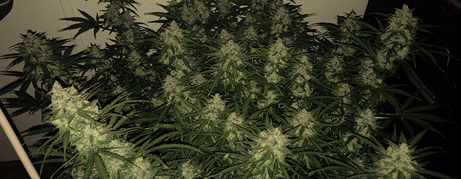 Northern Light Auto Northern Light Auto