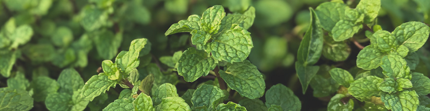 Companion Plants for Cannabis Companion Plants for Cannabis