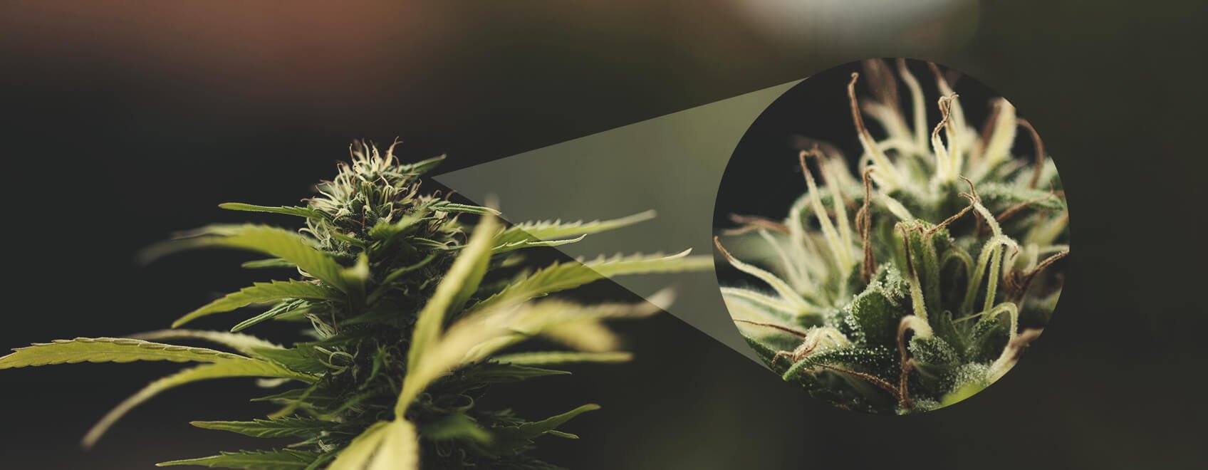 How To Tell That A Female Plant Has Been Pollinated How To Tell That A Female Plant Has Been Pollinated
