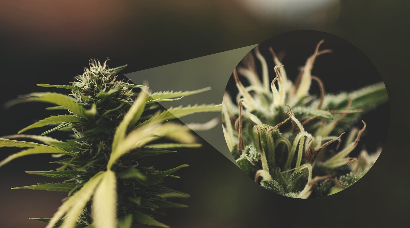 How To Tell That A Female Plant Has Been Pollinated How To Tell That A Female Plant Has Been Pollinated