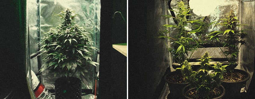 Microcultivos de marihuana: cómo conseguir hierba de calidad en espacios minúsculos Microcultivos de marihuana: cómo conseguir hierba de calidad en espacios minúsculos