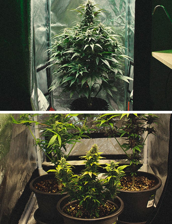 Microcultivos de marihuana: cómo conseguir hierba de calidad en espacios minúsculos Microcultivos de marihuana: cómo conseguir hierba de calidad en espacios minúsculos