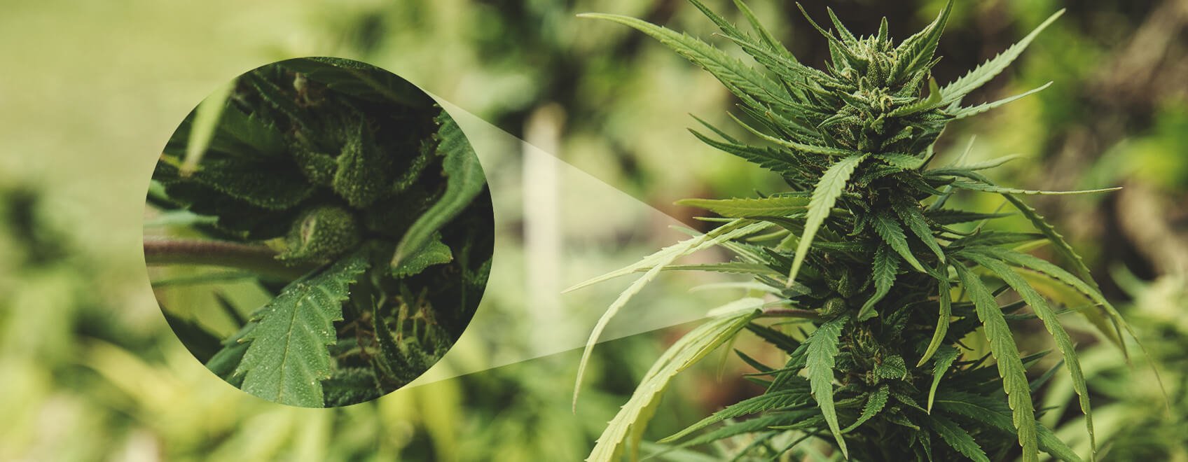 How To Tell That A Female Plant Has Been Pollinated How To Tell That A Female Plant Has Been Pollinated