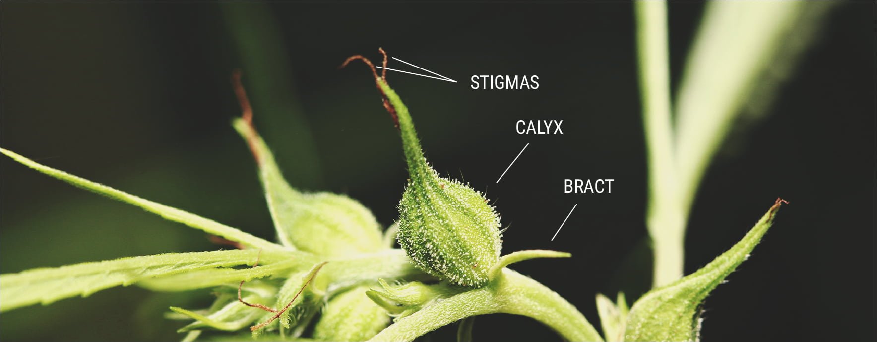 How To Tell That A Female Plant Has Been Pollinated How To Tell That A Female Plant Has Been Pollinated