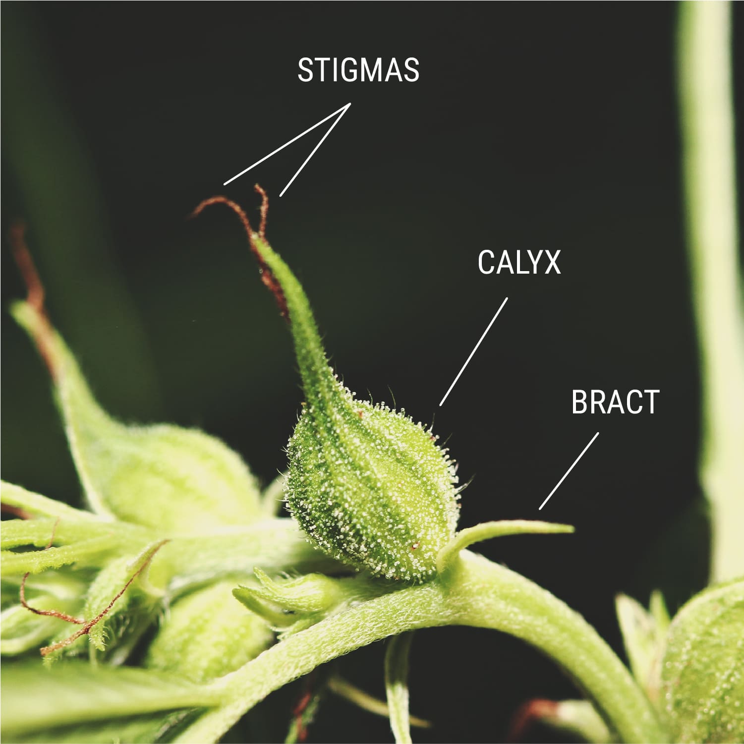 How To Tell That A Female Plant Has Been Pollinated How To Tell That A Female Plant Has Been Pollinated