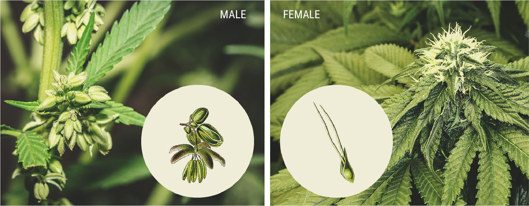 How To Spot Male Cannabis Plants How To Spot Male Cannabis Plants