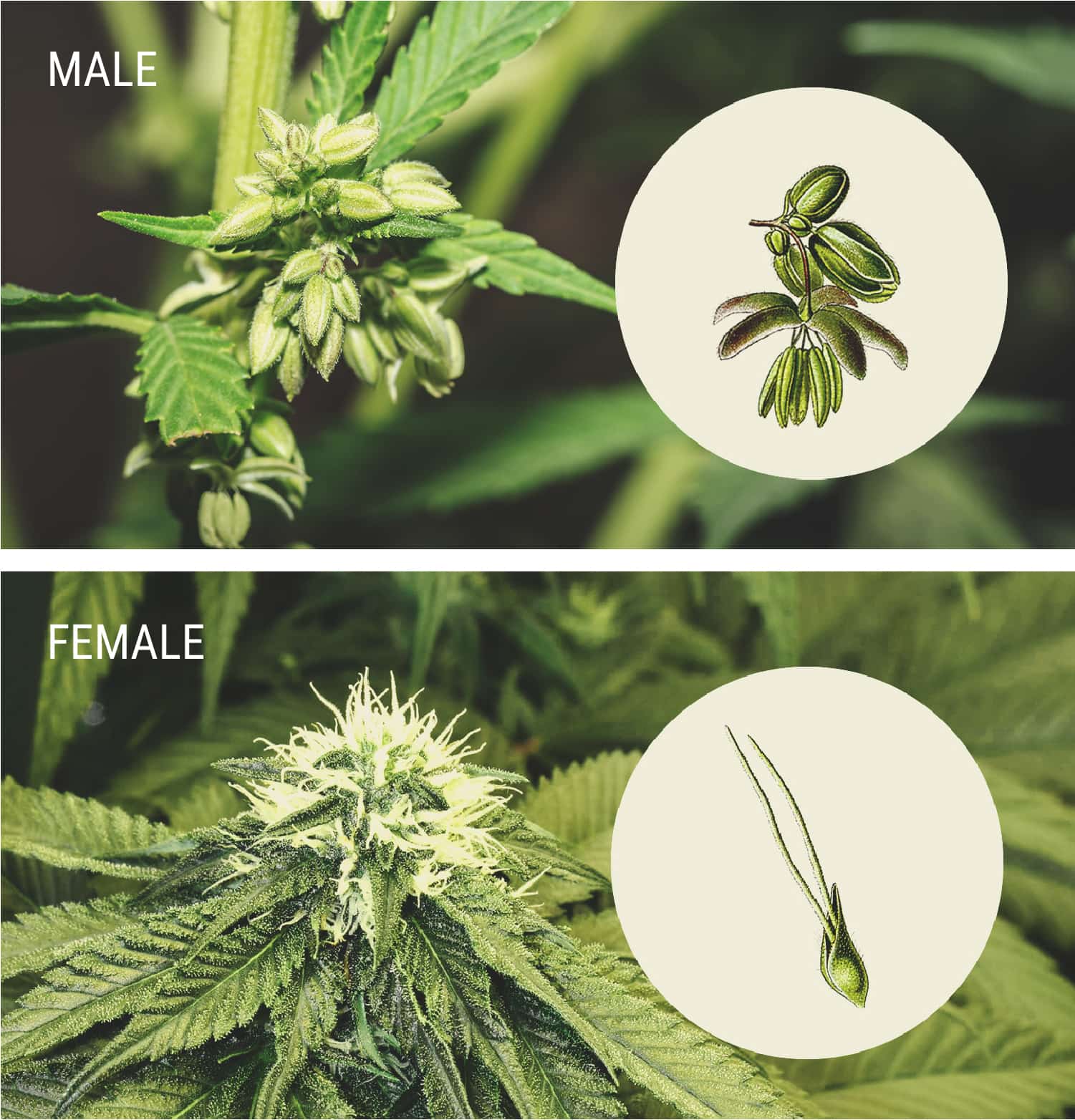 How To Spot Male Cannabis Plants How To Spot Male Cannabis Plants