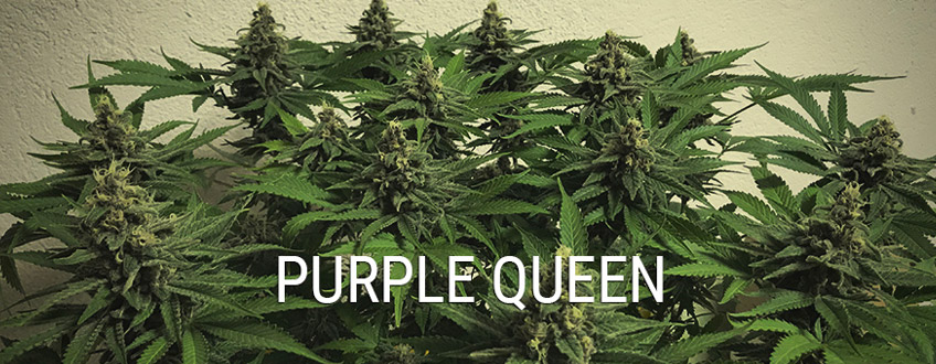 Purple Queen 