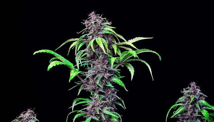 Purplematic