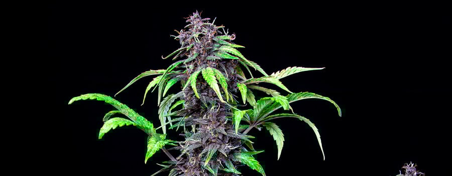 Purplematic