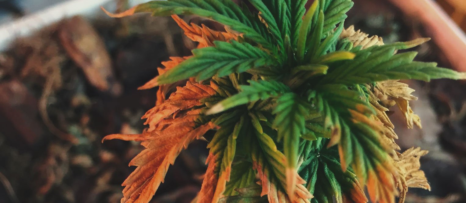 What Cannabis Leaves Can Tell You