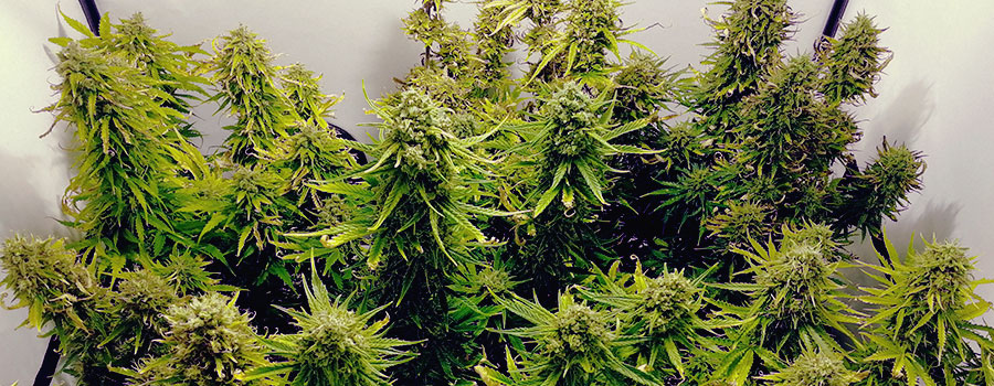Royal Cookies Auto Royal Cookies Auto