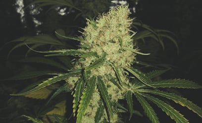 Royal cookies cannabis_3