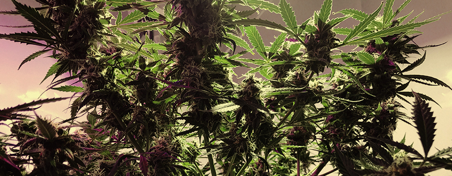 Royal Critical Auto Royal Critical Auto