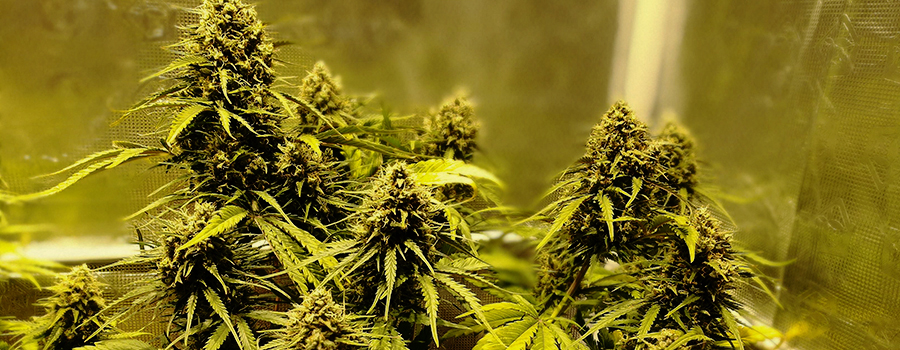 Royal Gorilla Auto Royal Gorilla Auto