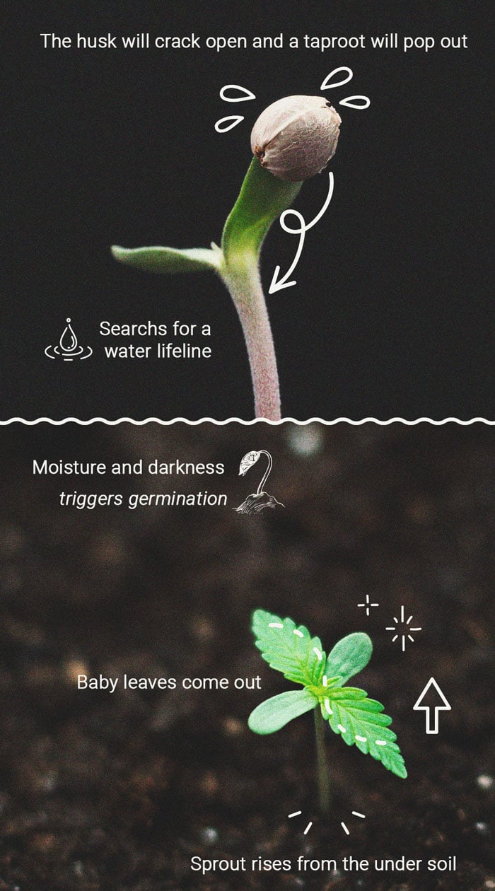 How to Prevent and Fix Stretching in Cannabis Seedlings