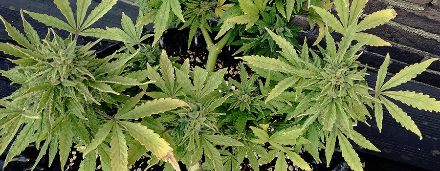 Solomatic CBD Solomatic CBD