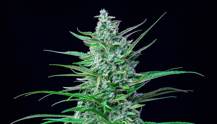 Special Kush #1