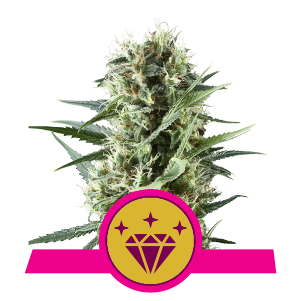 Special Kush 1 Special Kush 1