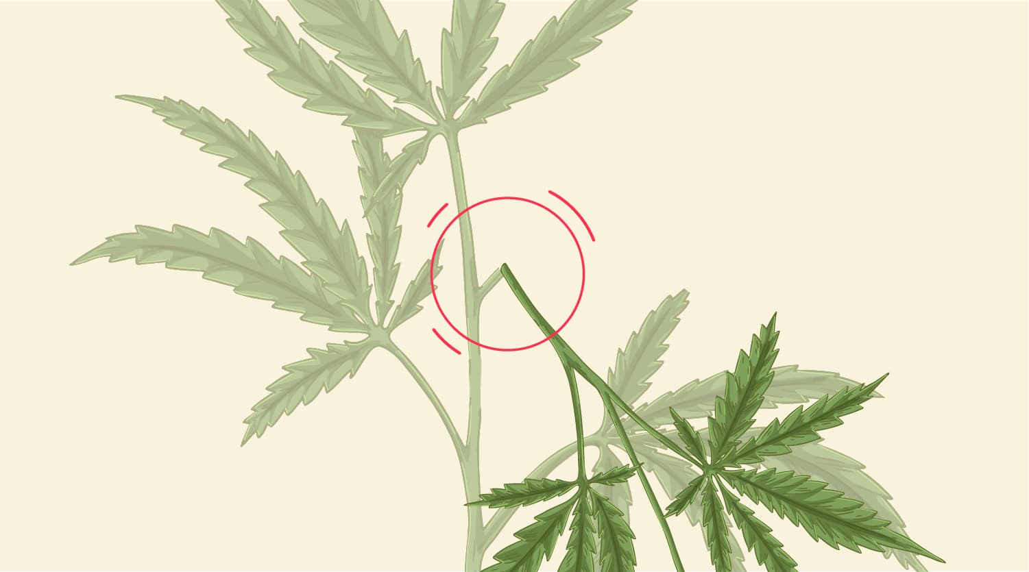 What Kind Of Damage Typically Happens To Stems? What Kind Of Damage Typically Happens To Stems?