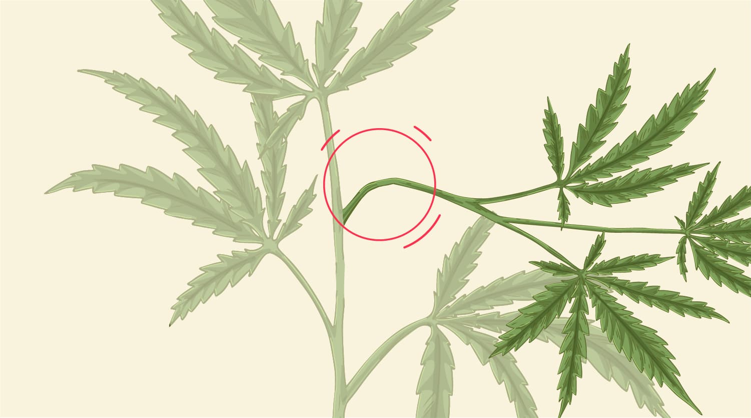 What Kind Of Damage Typically Happens To Stems? What Kind Of Damage Typically Happens To Stems?