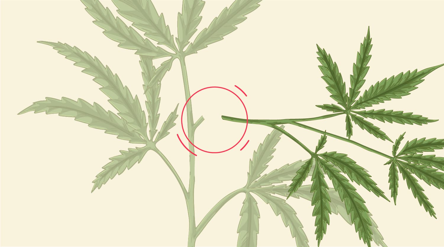What Kind Of Damage Typically Happens To Stems? What Kind Of Damage Typically Happens To Stems?
