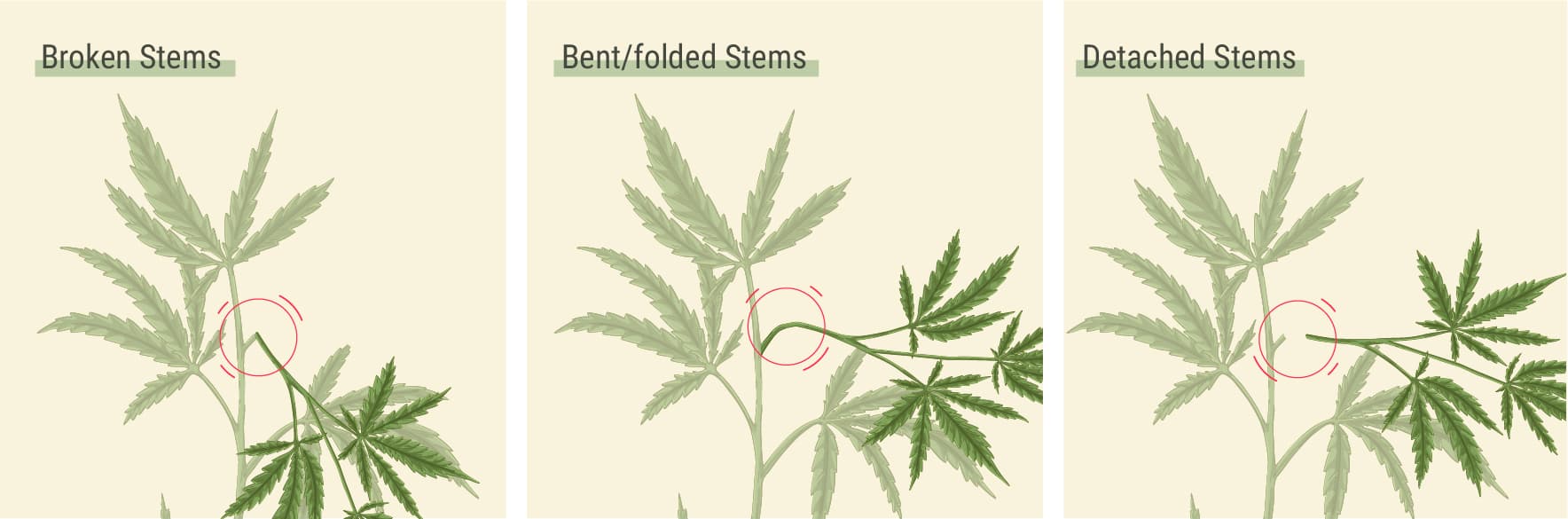What Kind Of Damage Typically Happens To Stems? What Kind Of Damage Typically Happens To Stems?