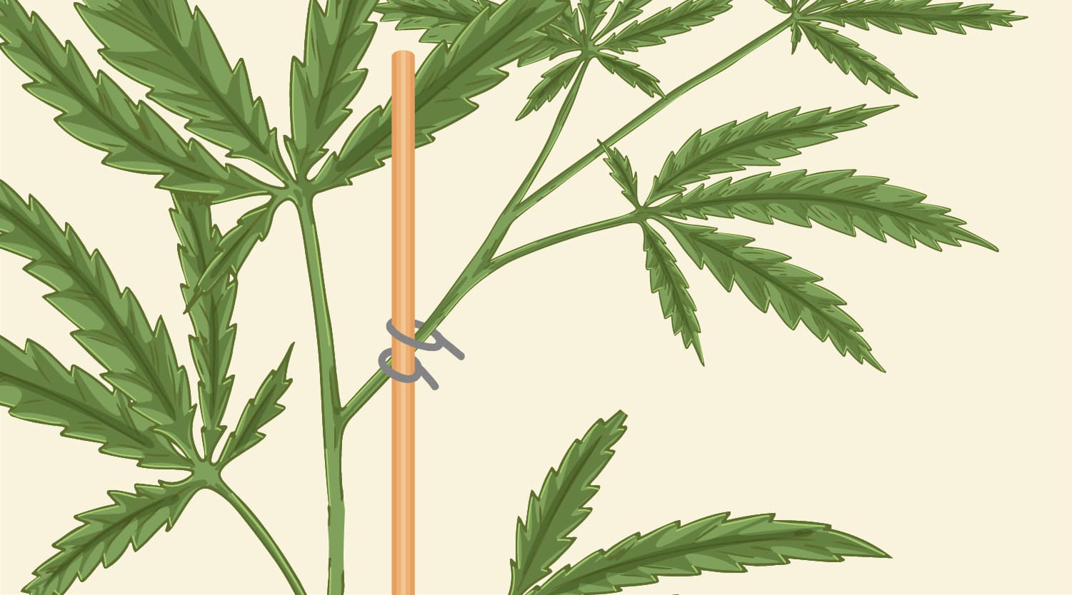 How To Fix Bent Stems How To Fix Bent Stems