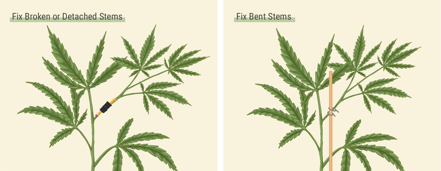 How Can You Fix Broken or Detached Stems? How Can You Fix Broken or Detached Stems?