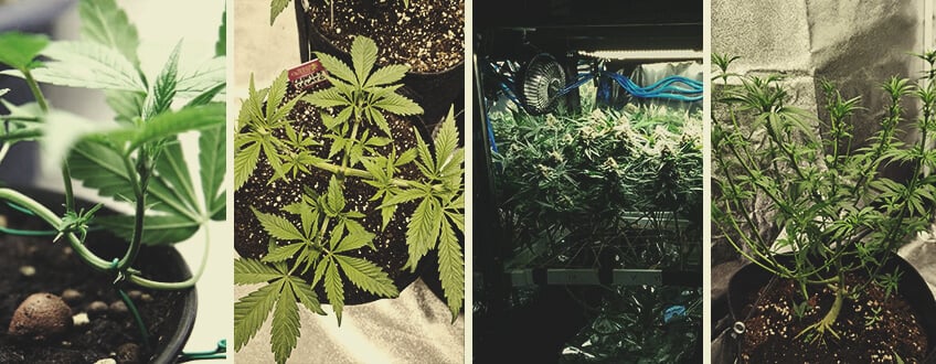Cómo aplicar técnicas de cultivo en un microcultivo de marihuana Cómo aplicar técnicas de cultivo en un microcultivo de marihuana