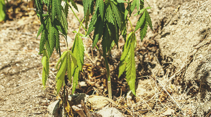 Cómo revivir una planta poco regada