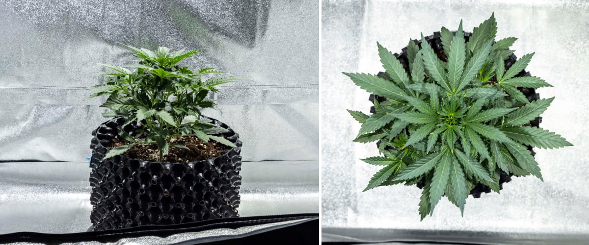 Rostlina konopí North Thunderfuck ve 2. týdnu rané vegetativní fáze s dalšími vějířovitými listy a silnějším kořenovým systémem v půdě pod LED světlem