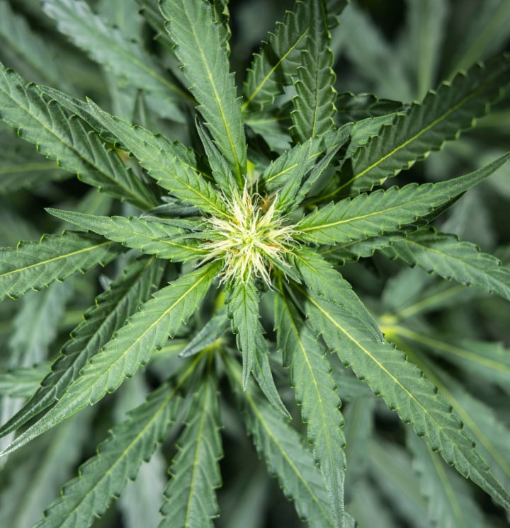 Rostlina konopí North Thunderfuck v 5. týdnu rané fáze kvetení s novými bílými pestíky na květových místech a zdravými vějířovitými listy pod LED světlem