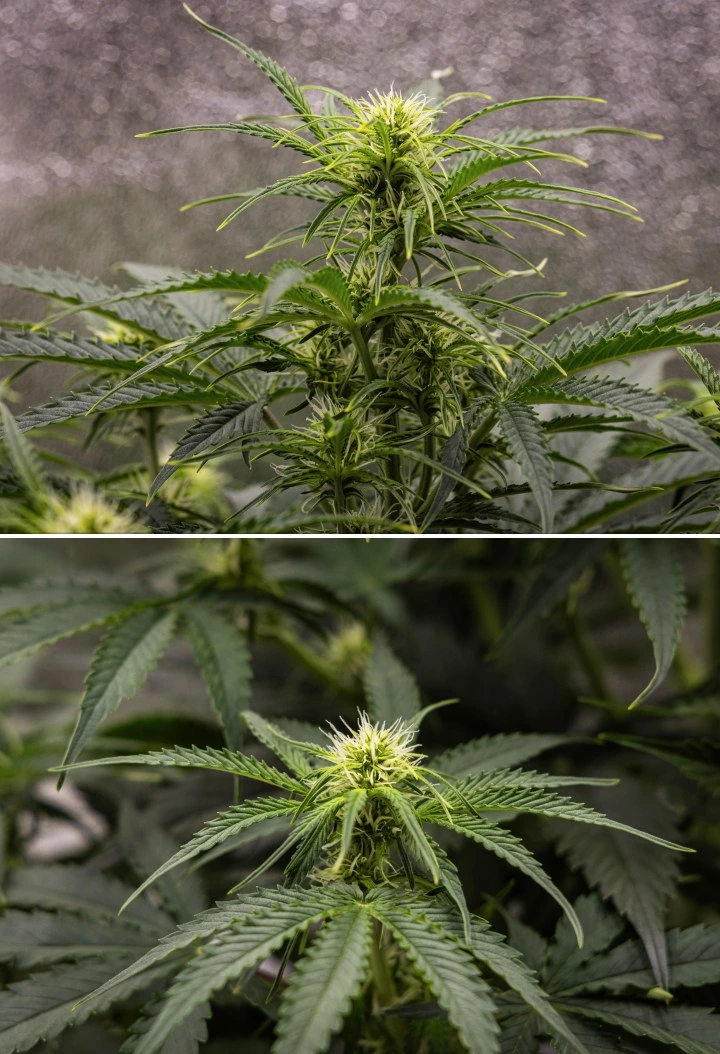 Rostlina konopí Gaia F1 v 5. týdnu rostoucí v půdě se zdravým růstem ve fázi květu v indoor podmínkách
