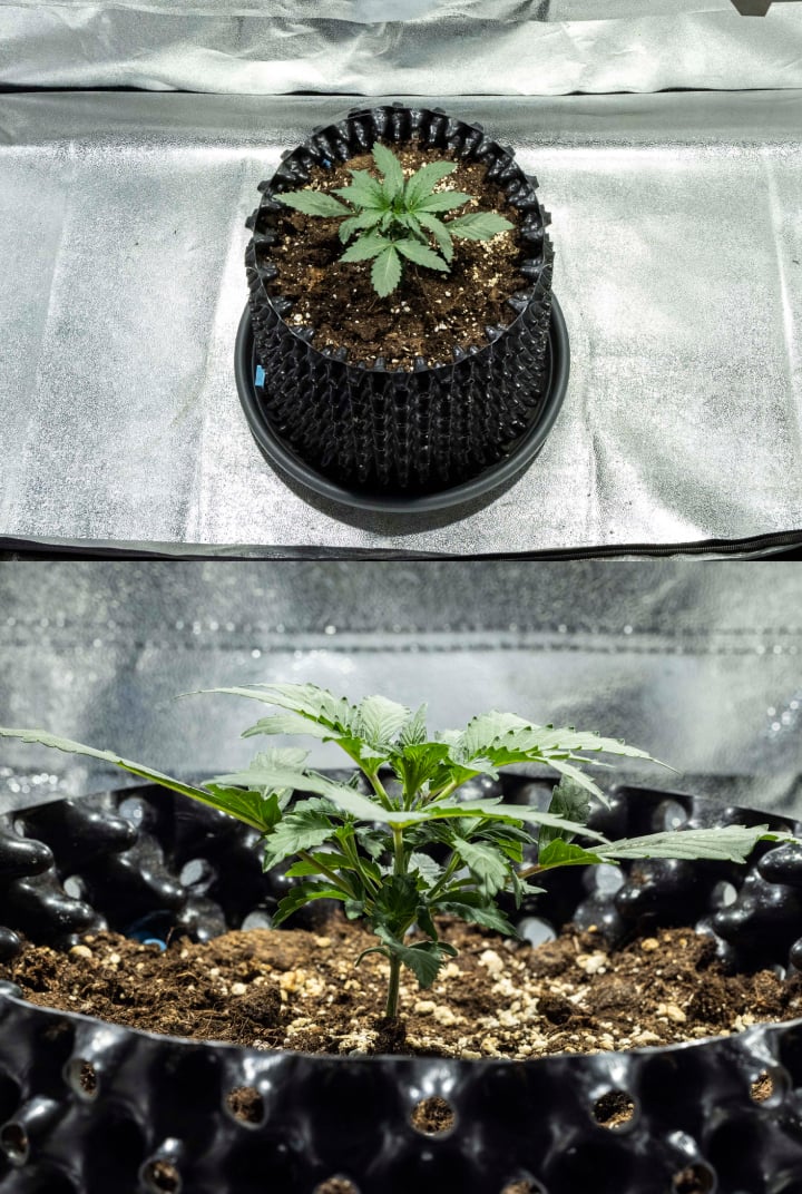 Sazenice konopí North Thunderfuck v 1. týdnu s prvními pravými listy a zdravým raným růstem v půdě pod LED světlem