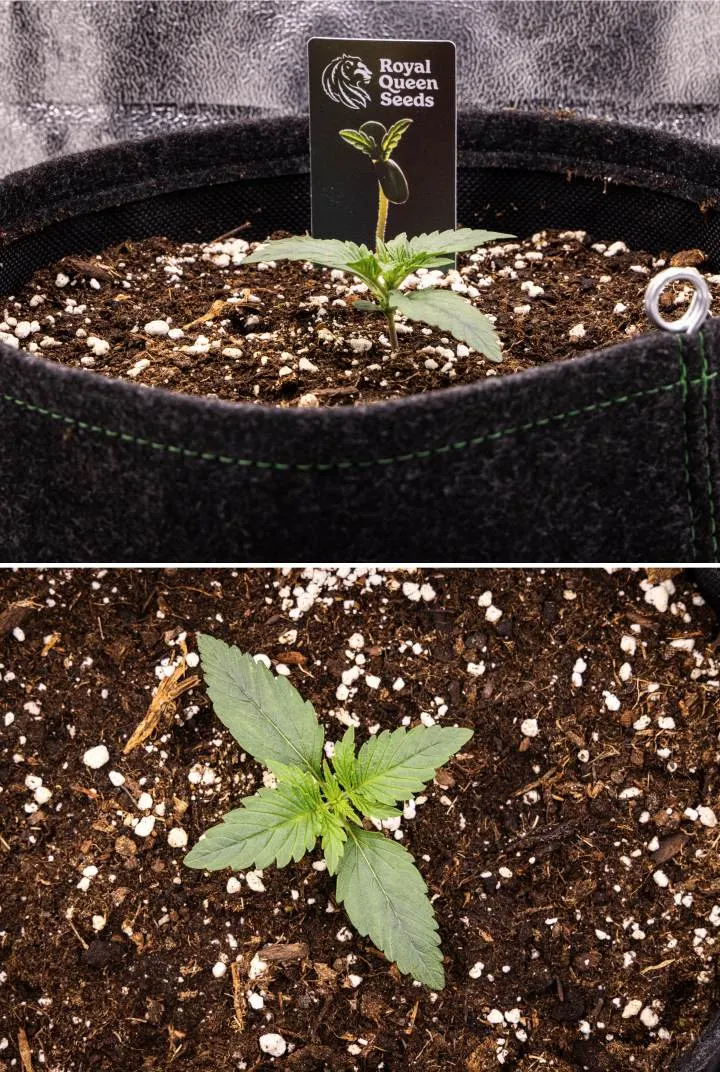 Sazenice konopí Gaia F1 v 1. týdnu rostoucí v půdě, s vývojem prvních pravých listů a kompaktní ranou strukturou v indoor podmínkách