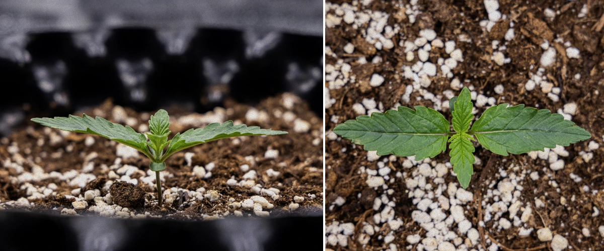 Informe de Cultiu GOAT'lato Auto – Setmana 1 Fase de Plàntula Informe de Cultiu GOAT'lato Auto – Setmana 1 Fase de Plàntula